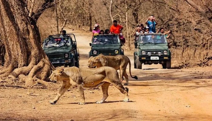 Gir National Park